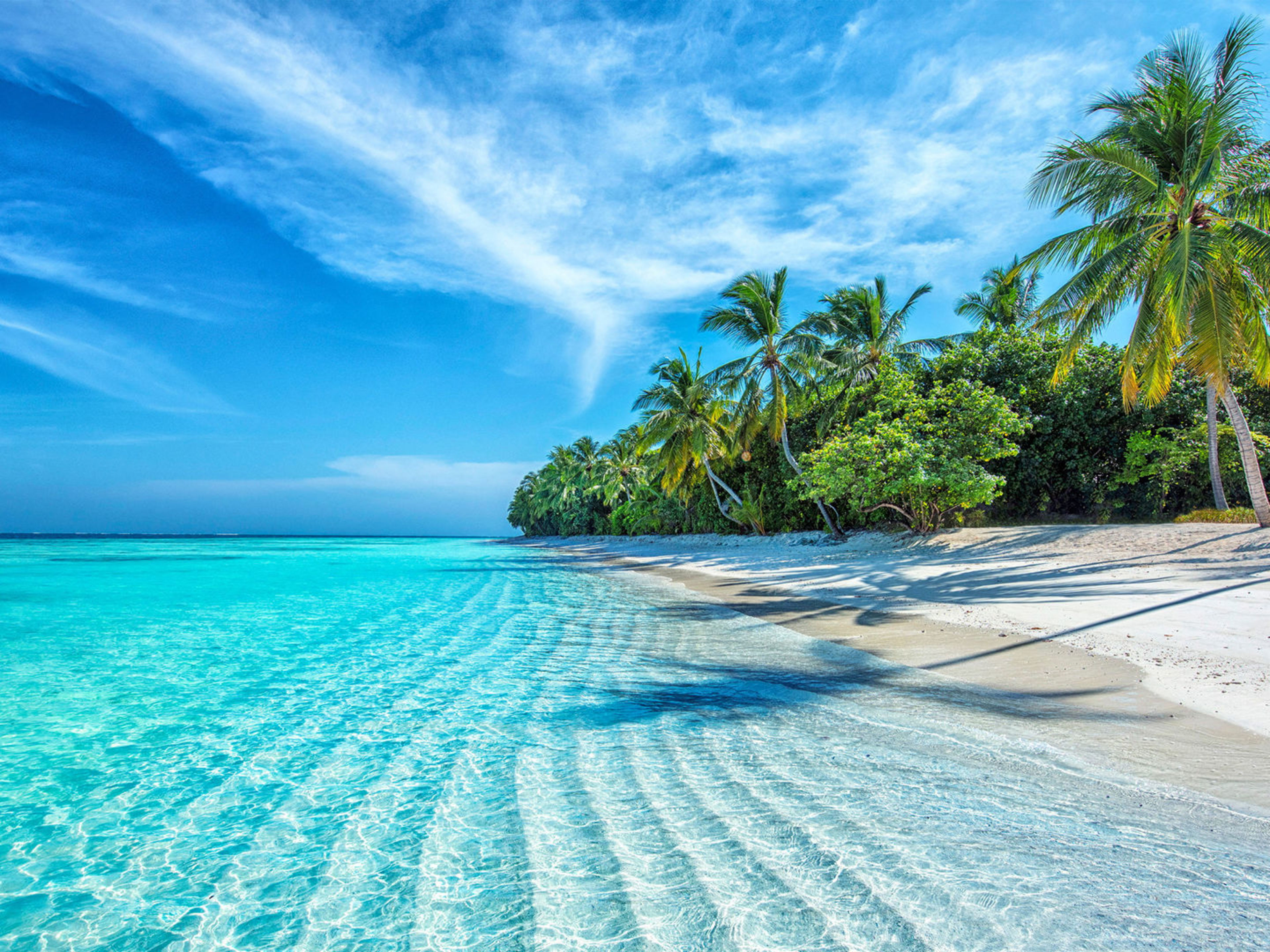 Tropischer Strand mit Palmen und türkisfarbenem Meer. Tropischer Strand mit Palmen und türkisfarbenem Meer.