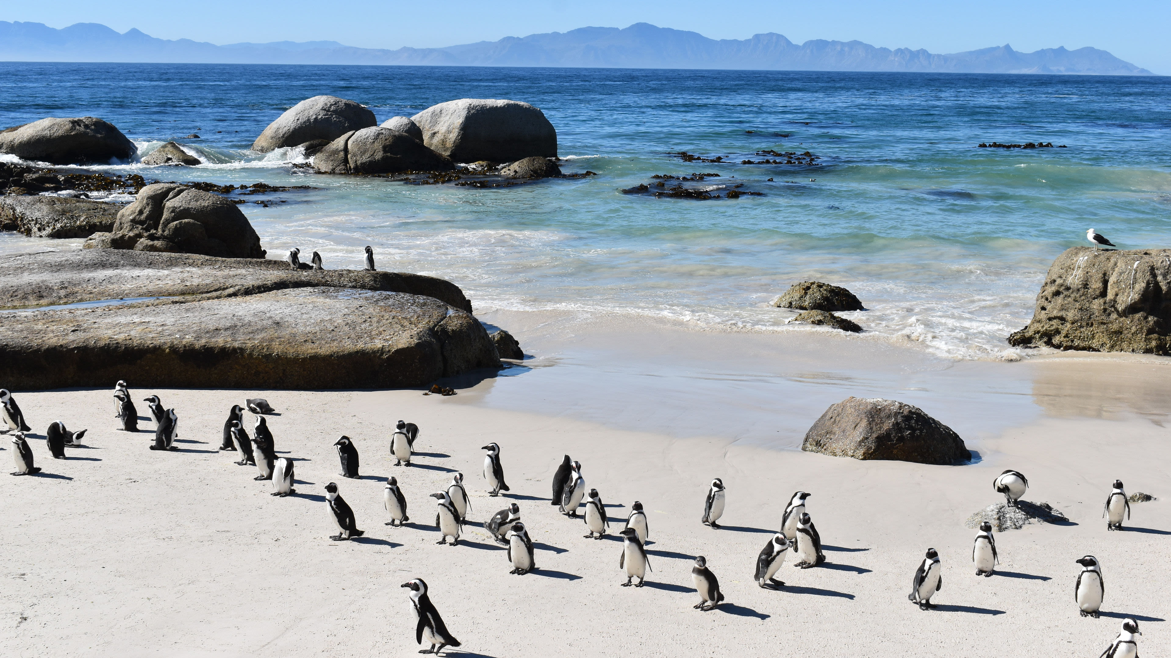 Pinguine am Strand von Boulders Beach, Felsen und Meer im Hintergrund.