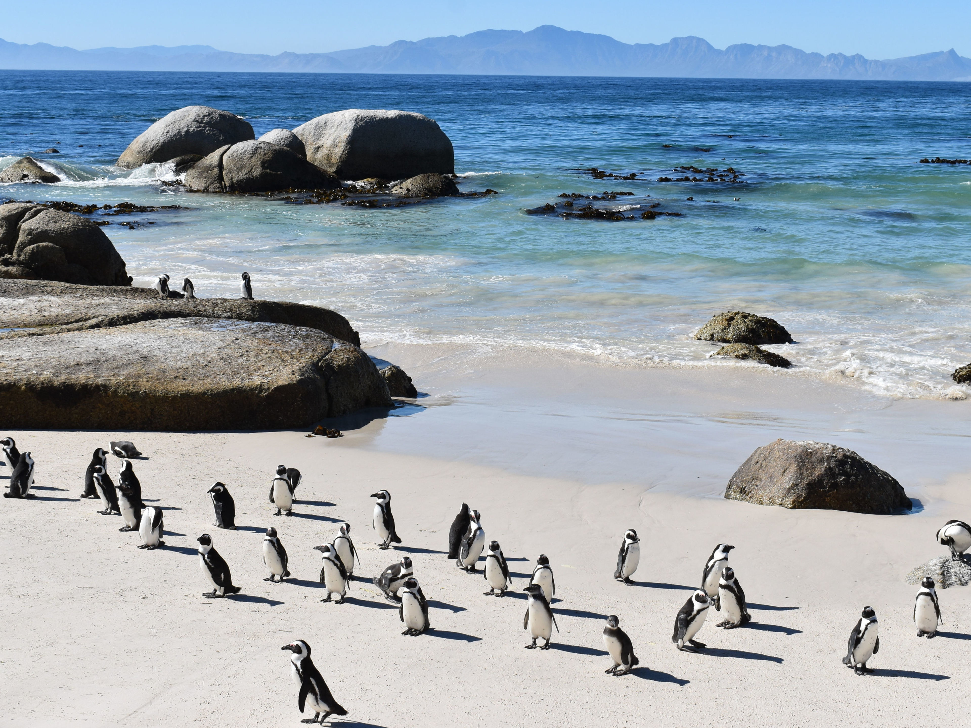 Pinguine am Strand von Boulders Beach, Felsen und Meer im Hintergrund. Pinguine am Strand von Boulders Beach, Felsen und Meer im Hintergrund.