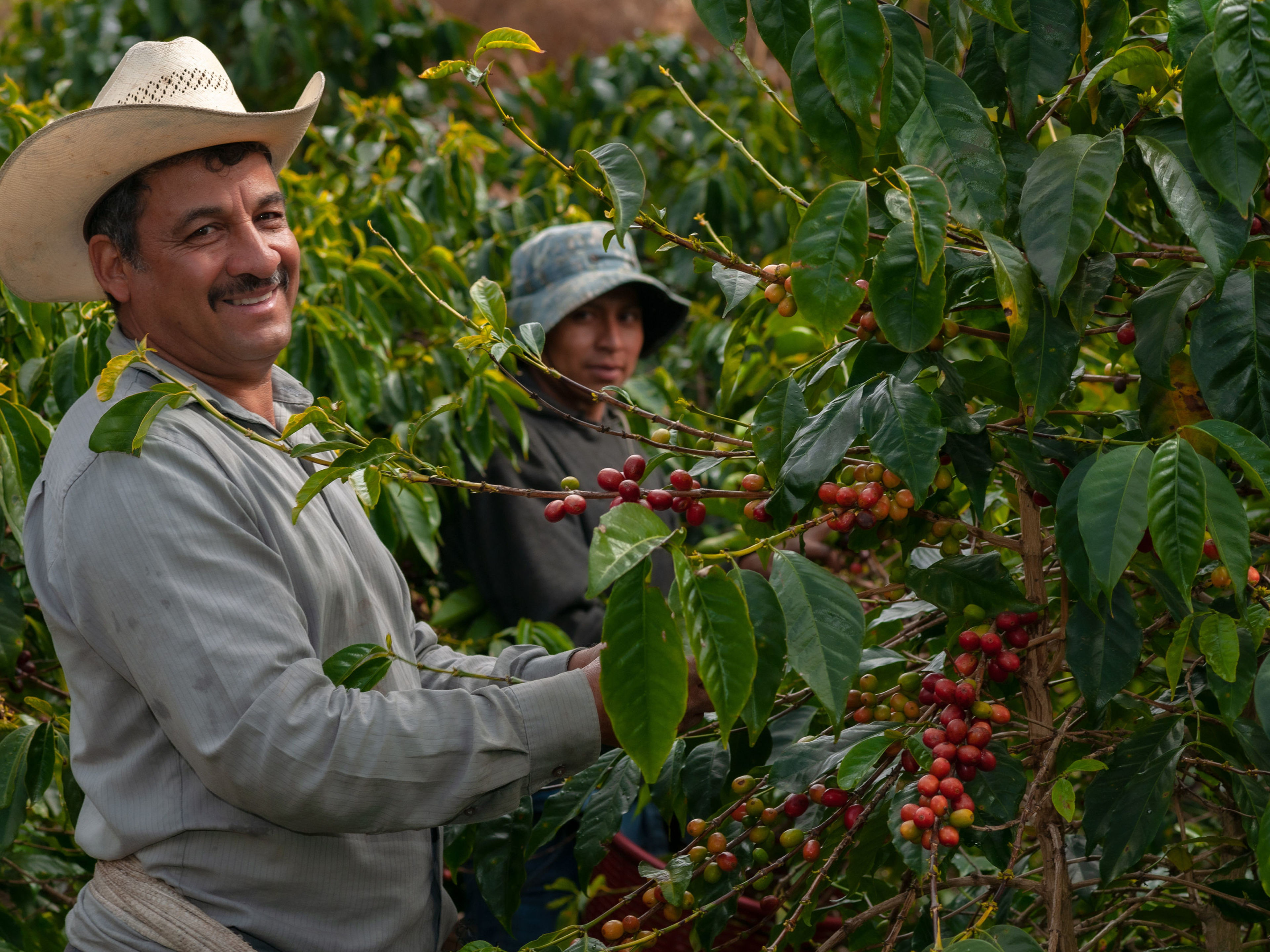 Mann mit Hut erntet Kaffeekirschen auf Plantage. Mann mit Hut erntet Kaffeekirschen auf Plantage.