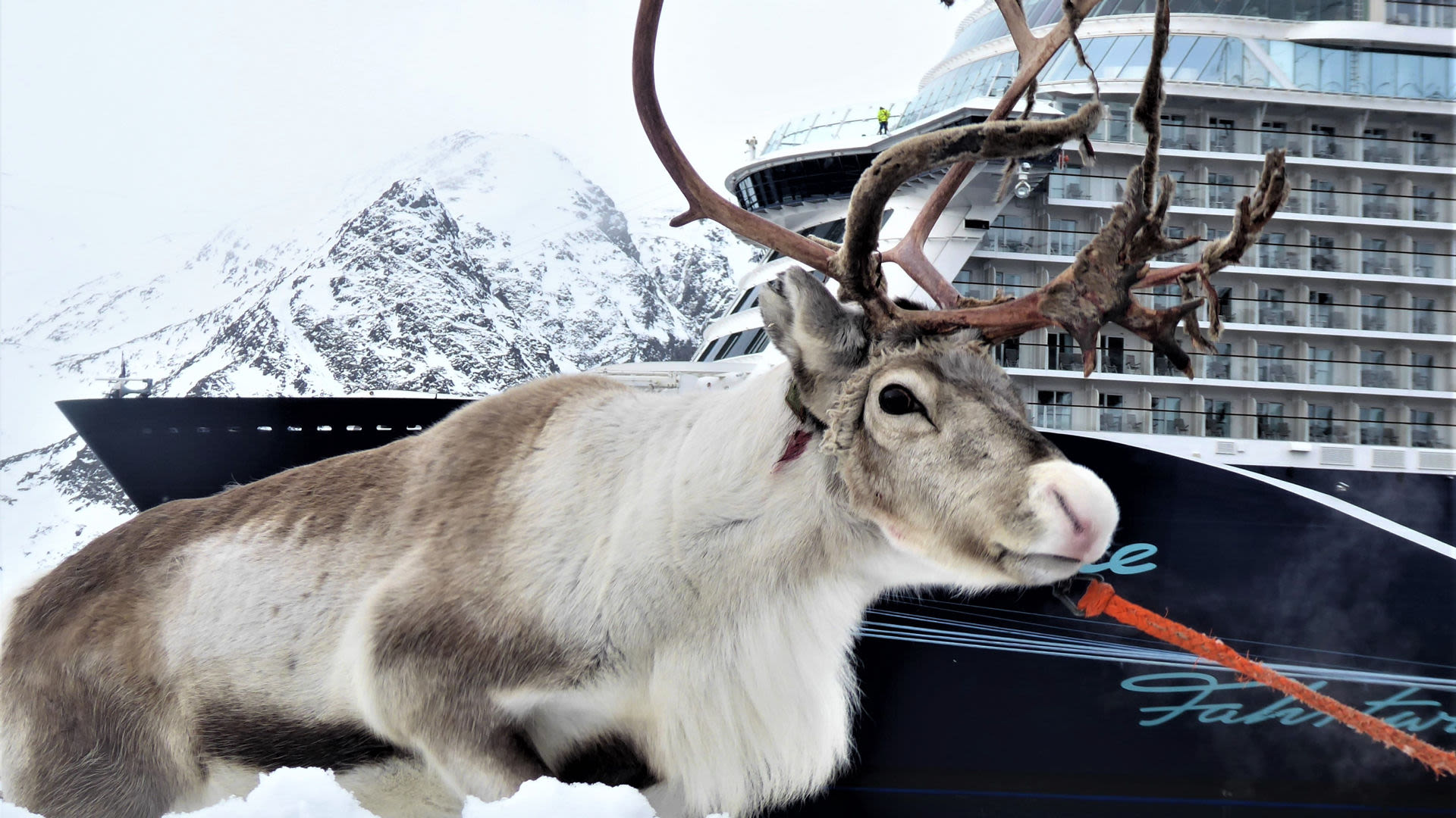 Rentier vor Kreuzfahrtschiff der Mein Schiff® Flotte, schneebedeckte Berge im Hintergrund.