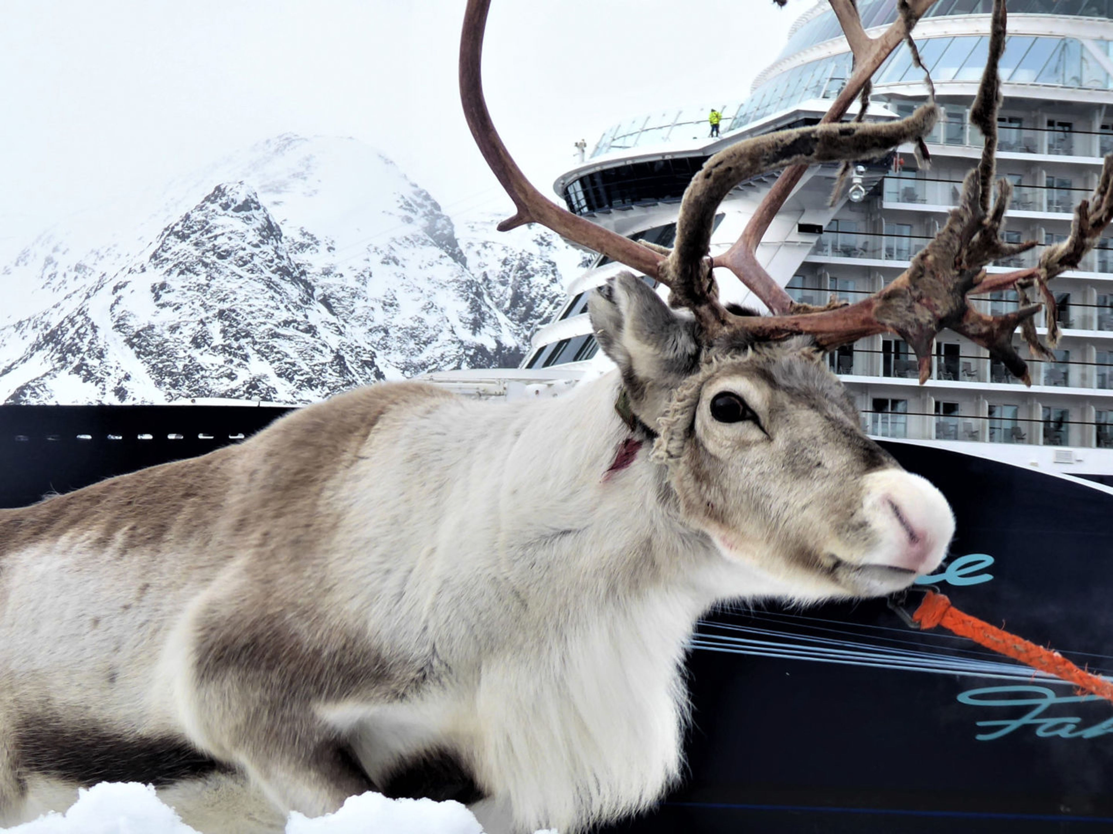 Rentier vor Kreuzfahrtschiff der Mein Schiff® Flotte, schneebedeckte Berge im Hintergrund. Rentier vor Kreuzfahrtschiff der Mein Schiff® Flotte, schneebedeckte Berge im Hintergrund.