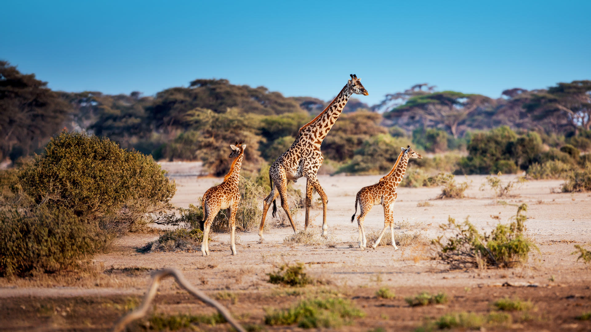 Drei Giraffen in afrikanischer Savanne unter blauem Himmel. Drei Giraffen in afrikanischer Savanne unter blauem Himmel.