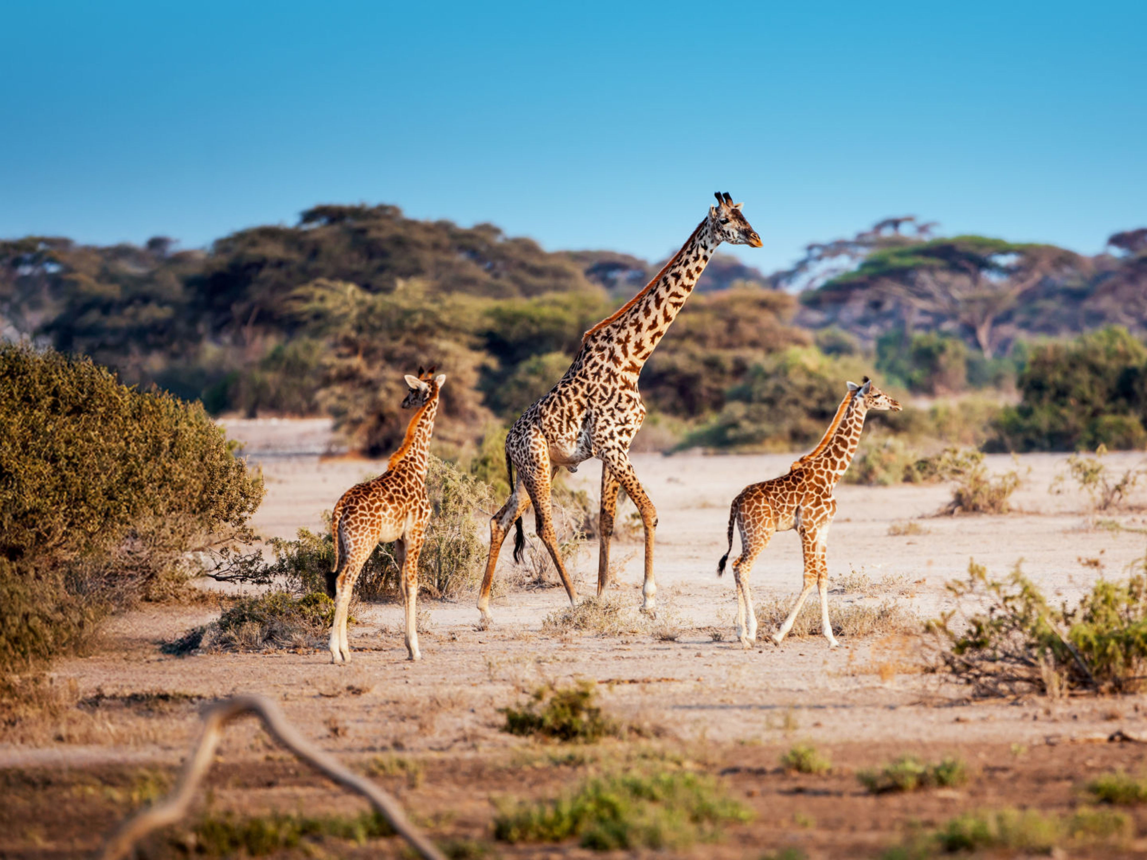 Drei Giraffen in afrikanischer Savanne unter blauem Himmel. Drei Giraffen in afrikanischer Savanne unter blauem Himmel.
