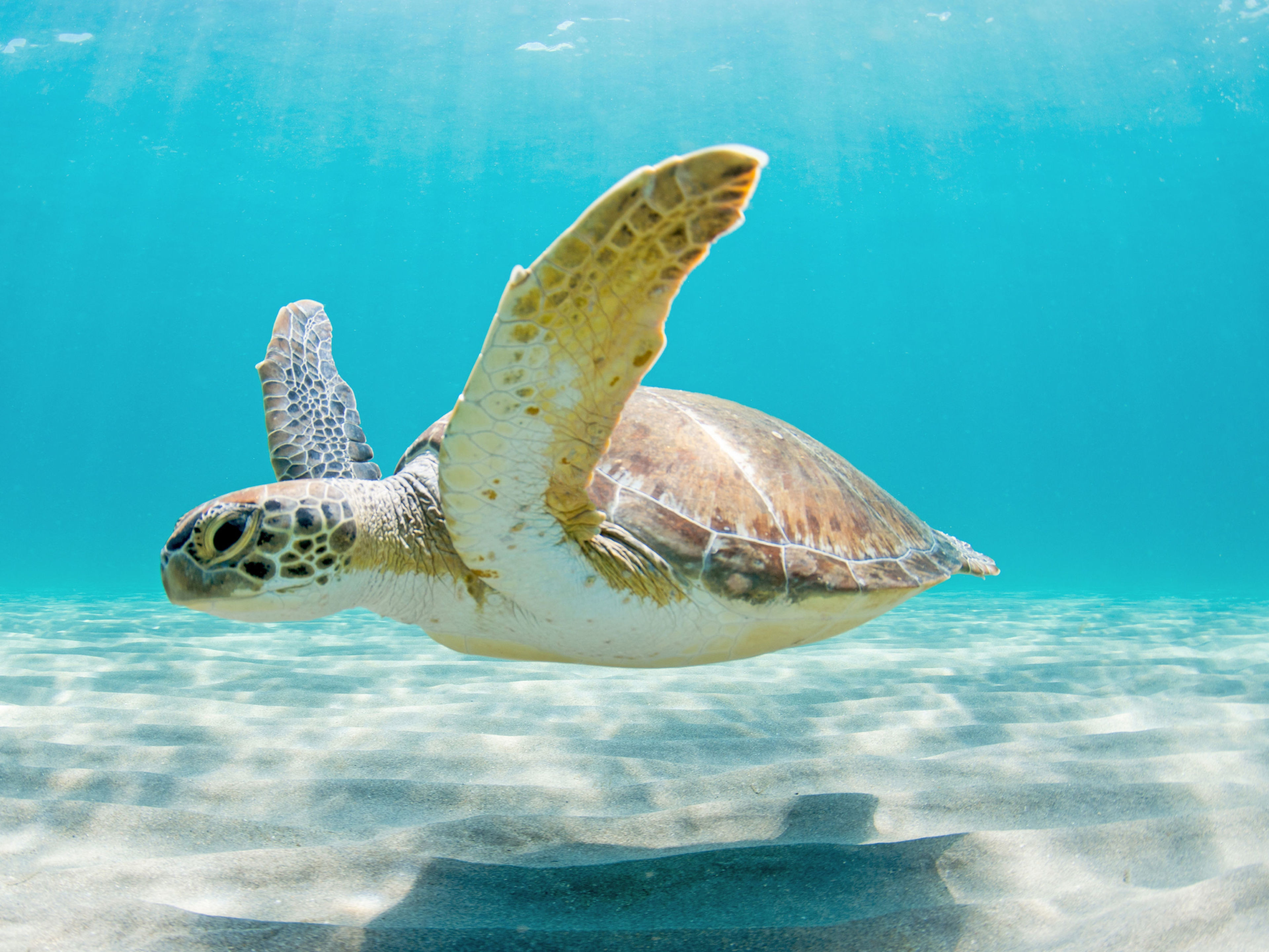 Meeresschildkröte schwimmt im klaren, blauen Wasser über sandigem Meeresboden. Meeresschildkröte schwimmt im klaren, blauen Wasser über sandigem Meeresboden.
