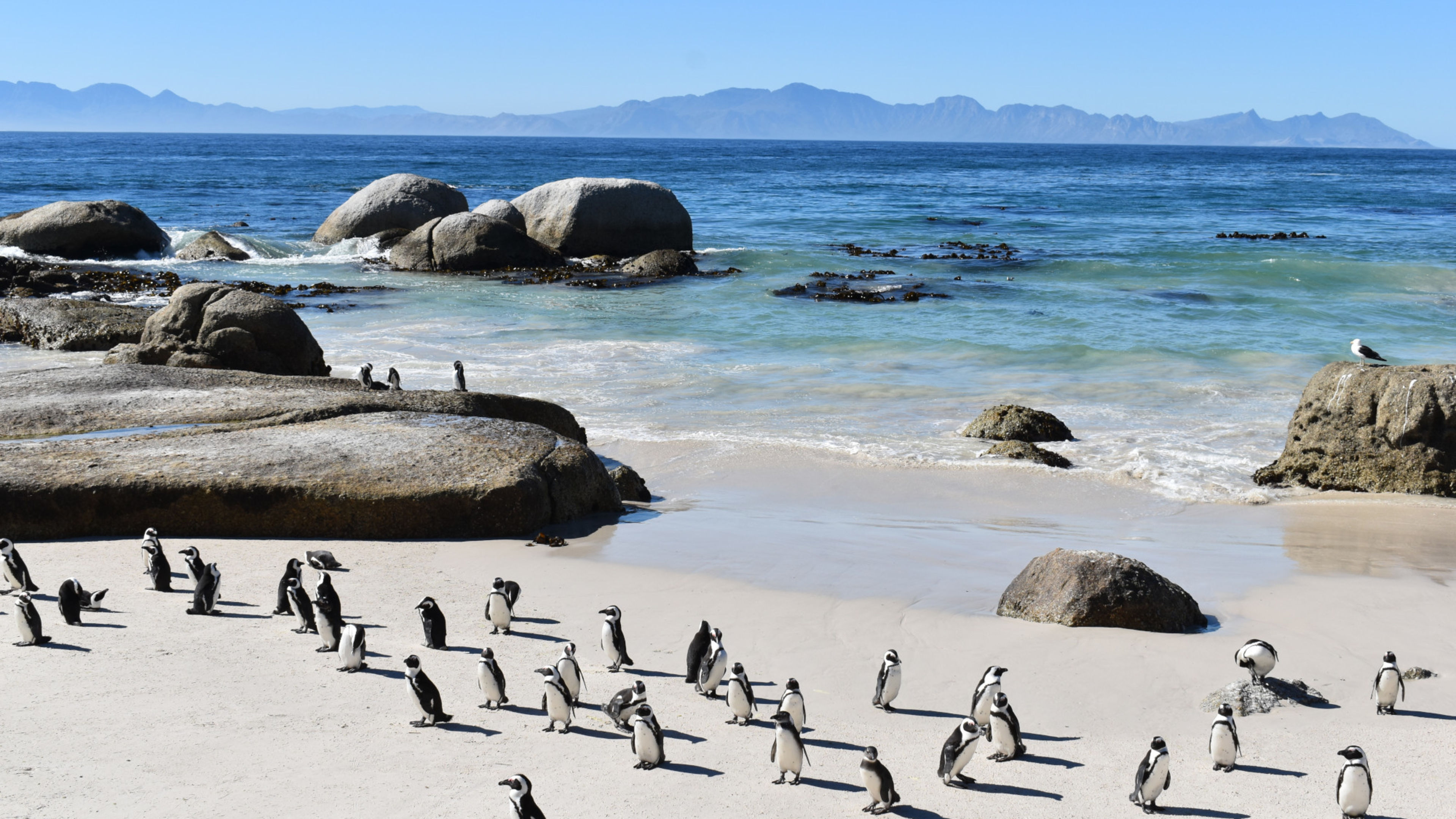 Pinguine am Strand von Boulders Beach, Südafrika, mit Felsen und Meer im Hintergrund. Pinguine am Strand von Boulders Beach, Südafrika, mit Felsen und Meer im Hintergrund.